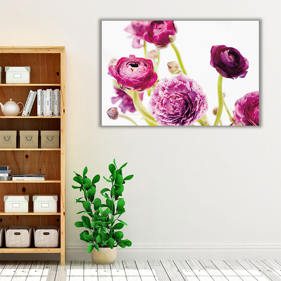 Spring Ranunculus IV - Canvas Print Wall Art