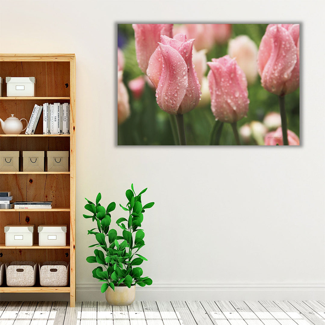 Tulips after the Rain - Canvas Print Wall Art