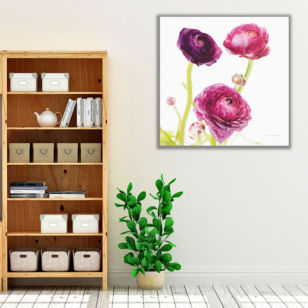 Spring Ranunculus I - Canvas Print Wall Art