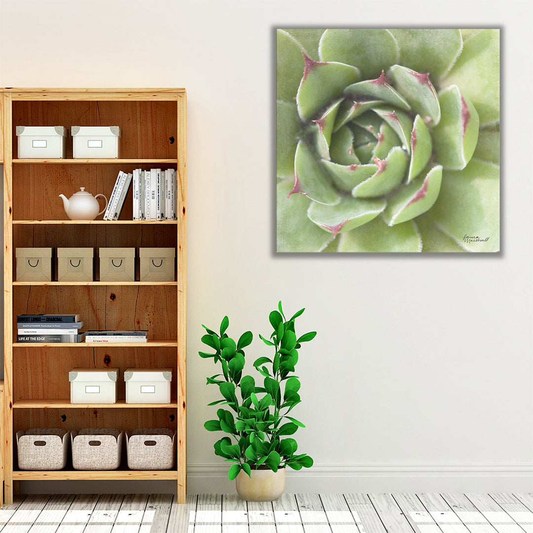 Succulents II - Canvas Print Wall Art