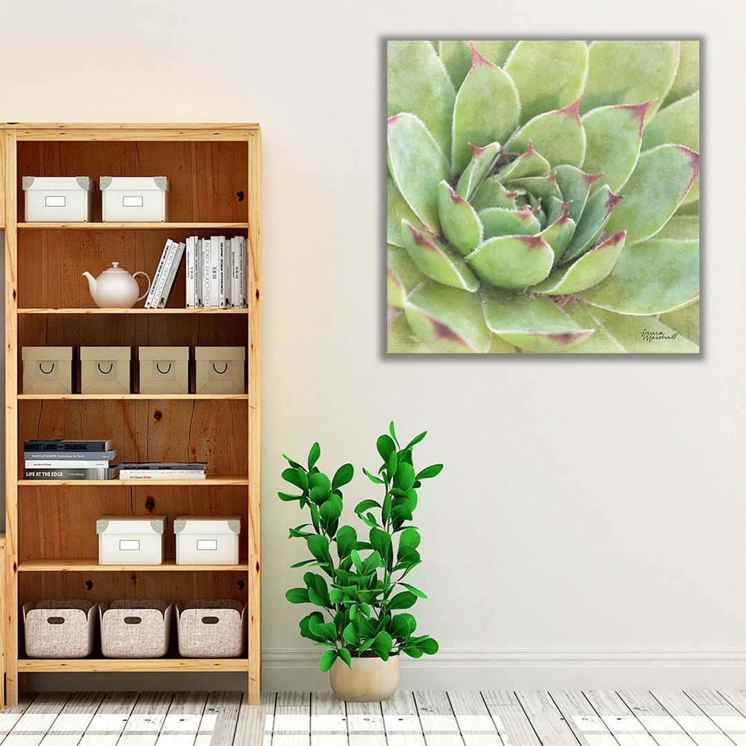 Garden Succulents IV - Canvas Print Wall Art