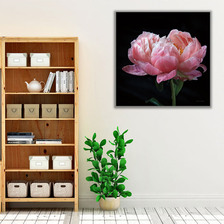 Coral Peonies IV - Canvas Print Wall Art