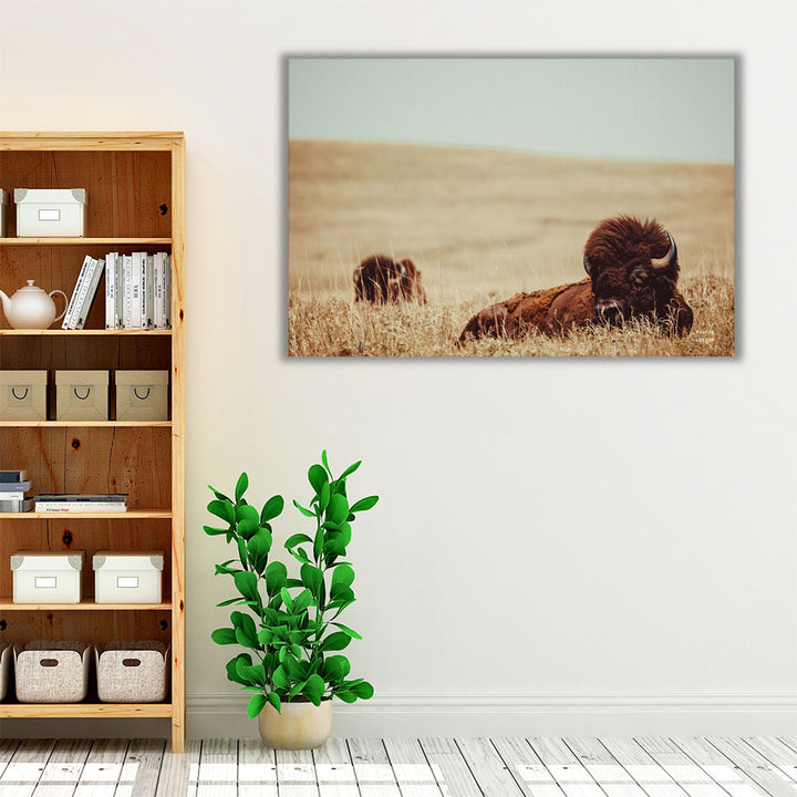 Tall Grass Bison - Canvas Print Wall Art