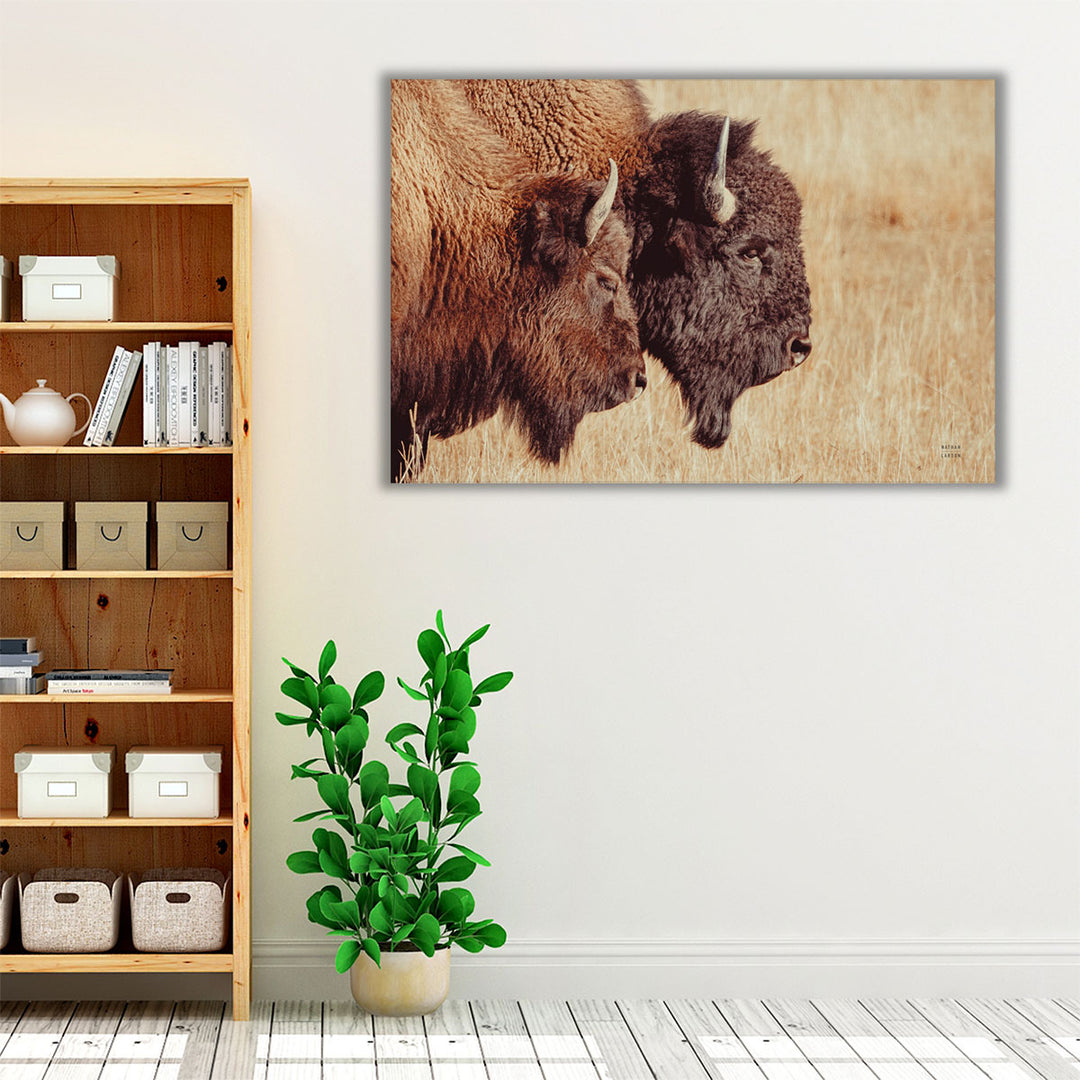 Bison Pair - Canvas Print Wall Art