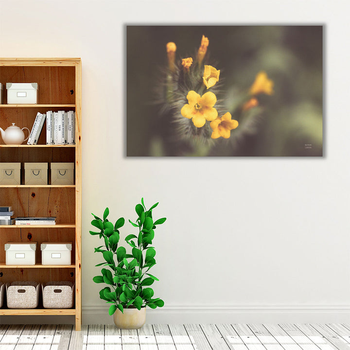 Common Fiddleneck II - Canvas Print Wall Art