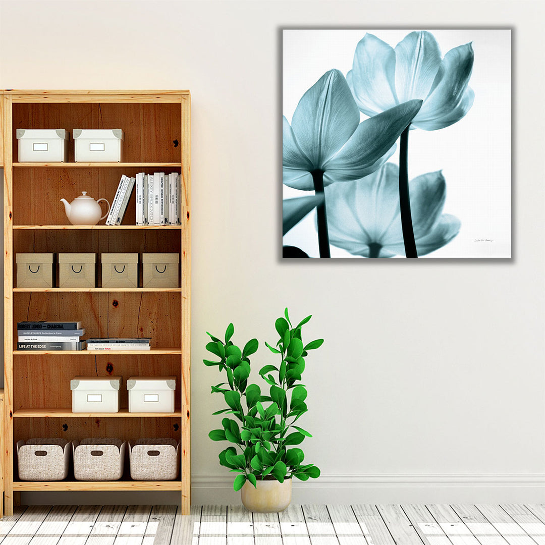 Translucent Tulips III Aqua - Canvas Print Wall Art