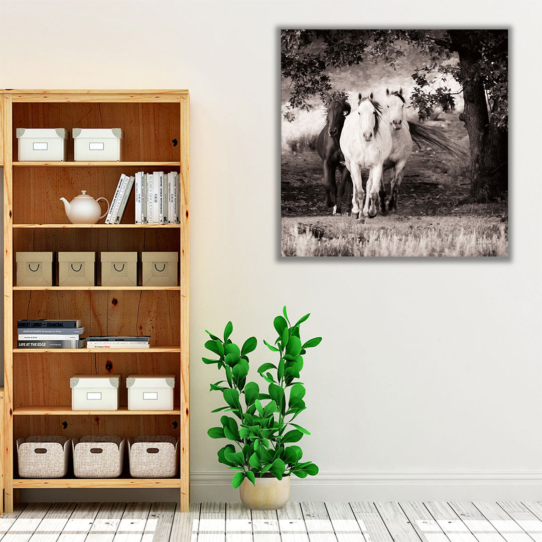 Three Wild Horses Sepia - Canvas Print Wall Art