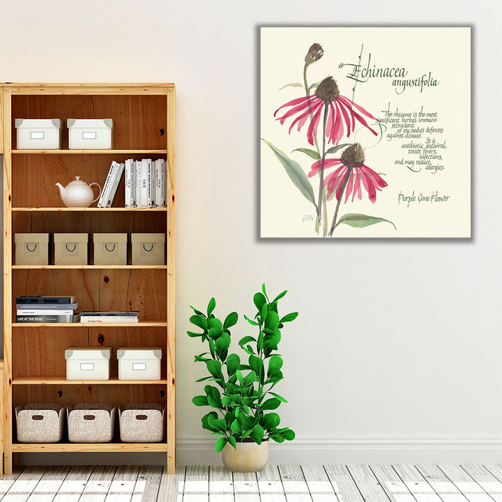 Echinacea - Canvas Print Wall Art