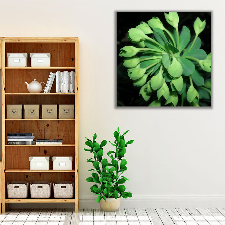 Succulence I - Canvas Print Wall Art