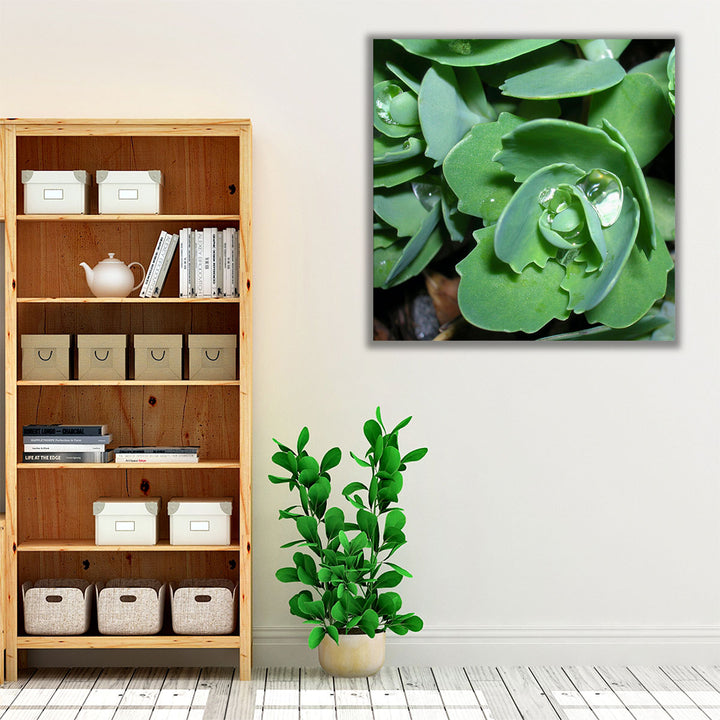 Succulence II - Canvas Print Wall Art