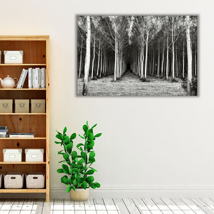 Alley At Lac Duby Black And White - Canvas Print Wall Art