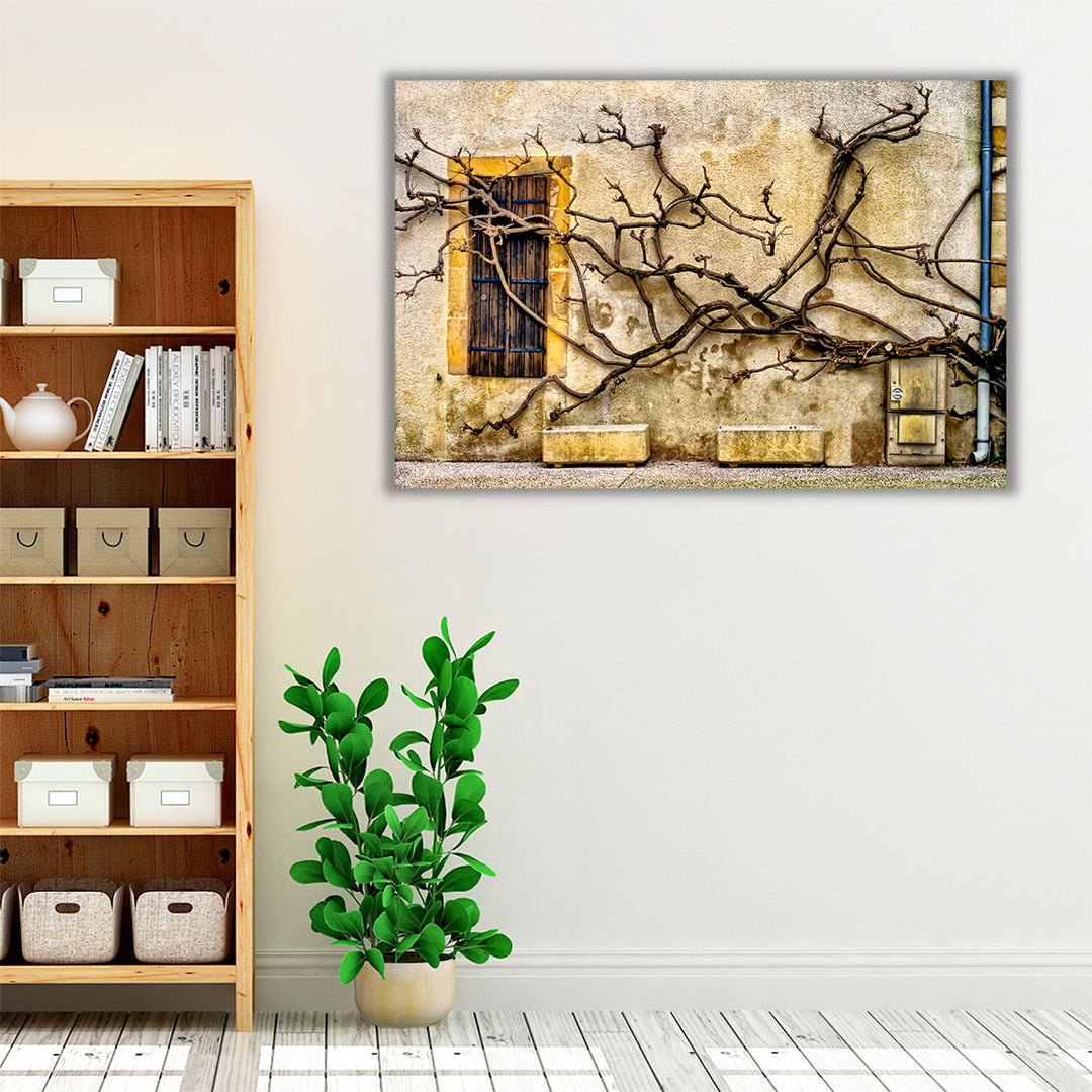 Vines Of Navarrenx - Canvas Print Wall Art