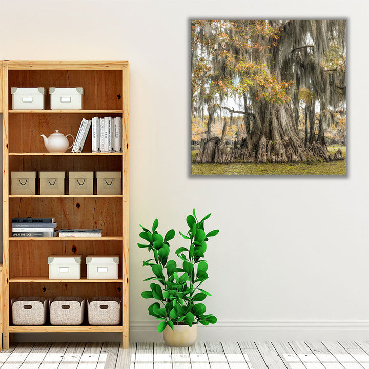 Bayou Light II - Canvas Print Wall Art