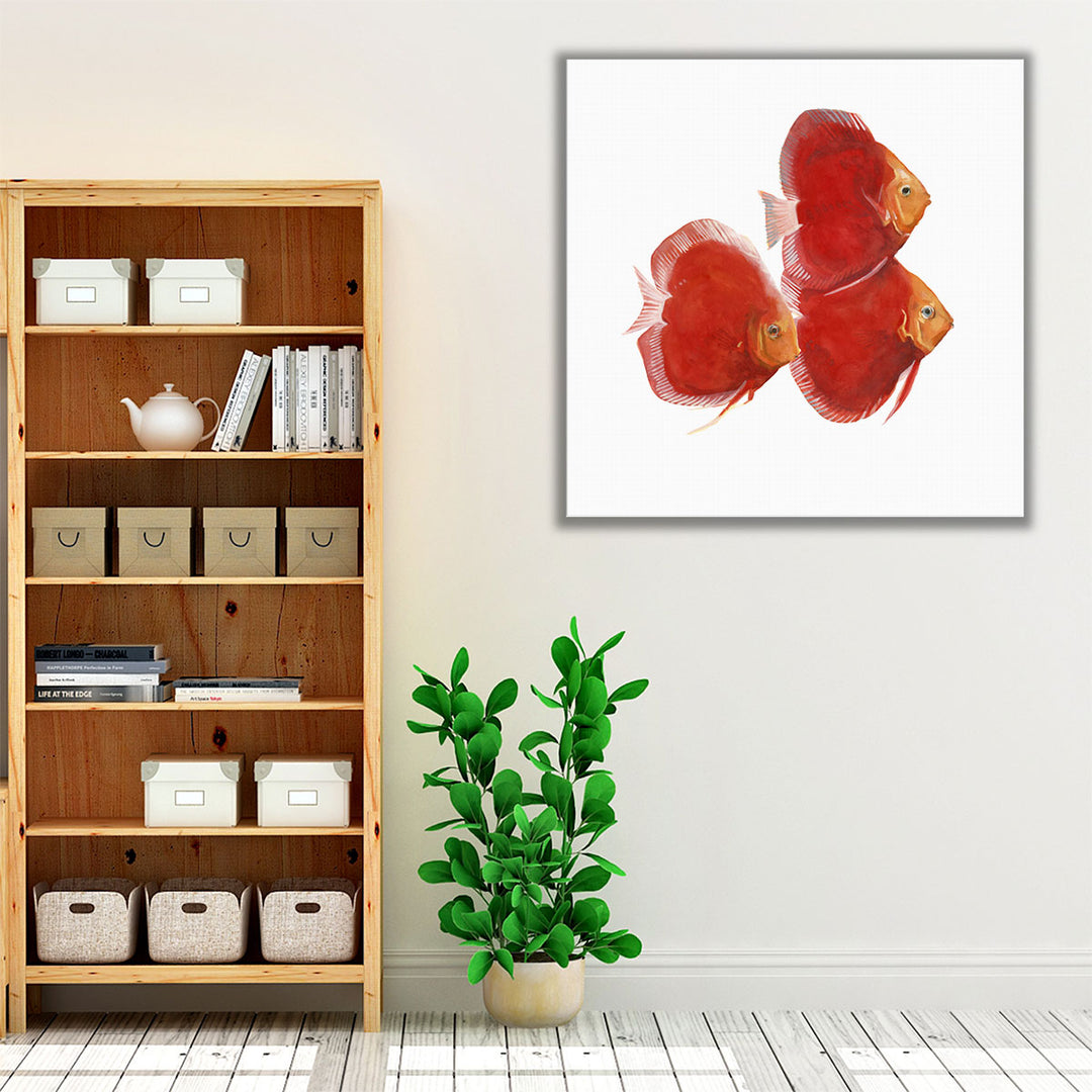 Discus Fish VI - Canvas Print Wall Art