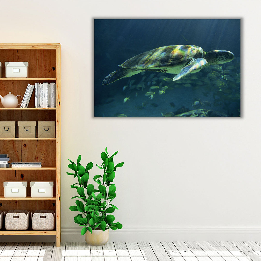 Aegean Sea Turtles I - Canvas Print Wall Art