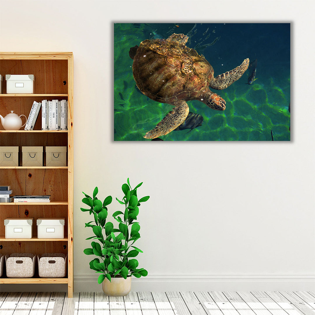 Aegean Sea Turtles III - Canvas Print Wall Art