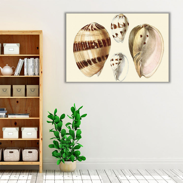 Splendid Shells VII - Canvas Print Wall Art