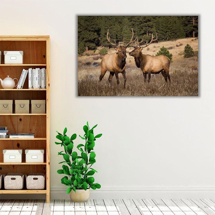 Two Elks II - Canvas Print Wall Art