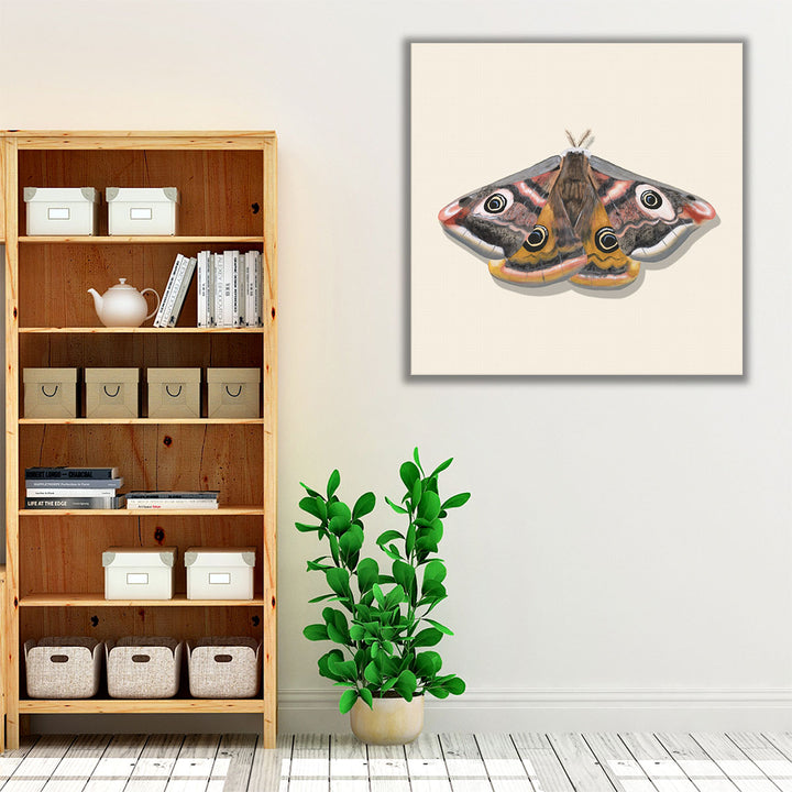 Watercolor Moths I - Canvas Print Wall Art