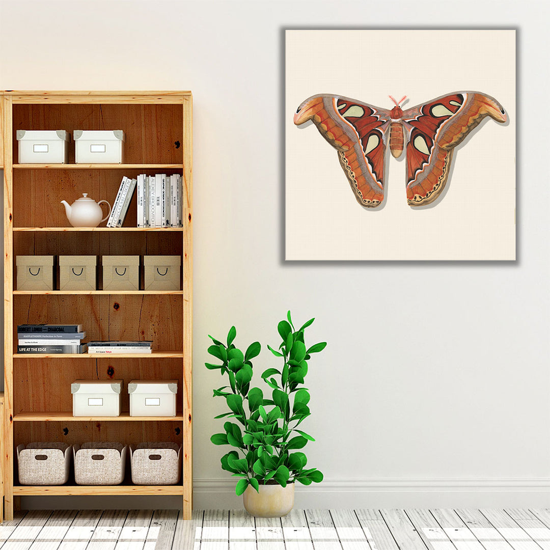 Watercolor Moths II - Canvas Print Wall Art