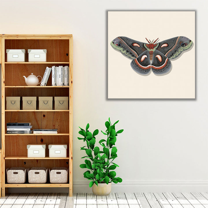 Watercolor Moths III - Canvas Print Wall Art