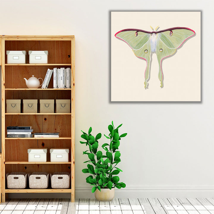 Watercolor Moths IV - Canvas Print Wall Art