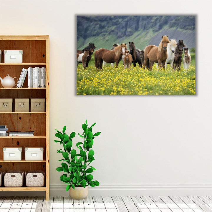 Icelandic Horses VII - Canvas Print Wall Art