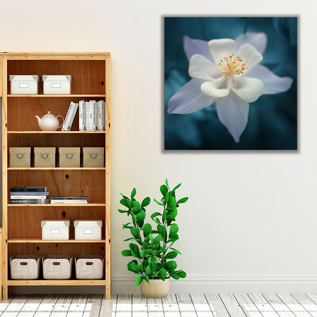 Aquilegia - Canvas Print Wall Art