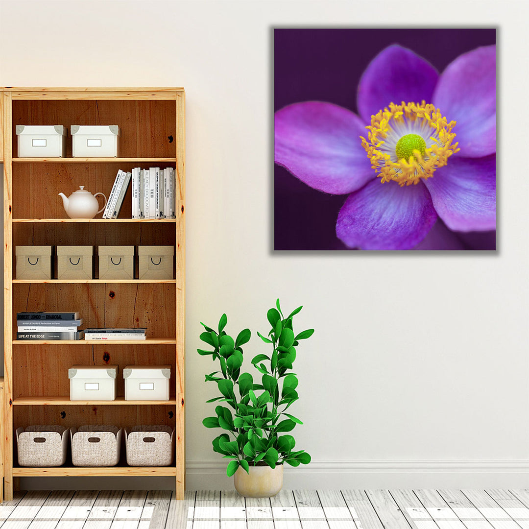 Close-up of Anemone Flowers 2 - Canvas Print Wall Art