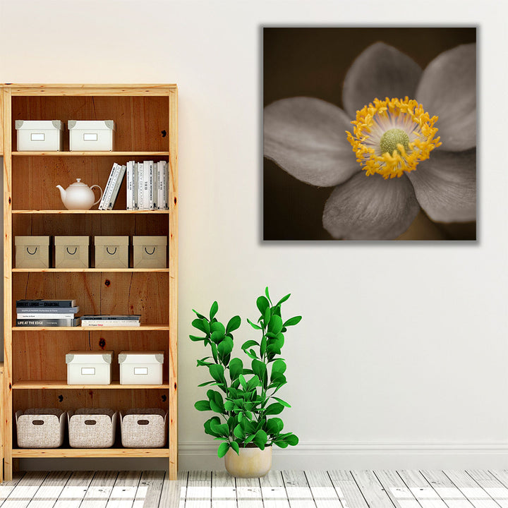 Close-up of Anemone Flowers 3 - Canvas Print Wall Art