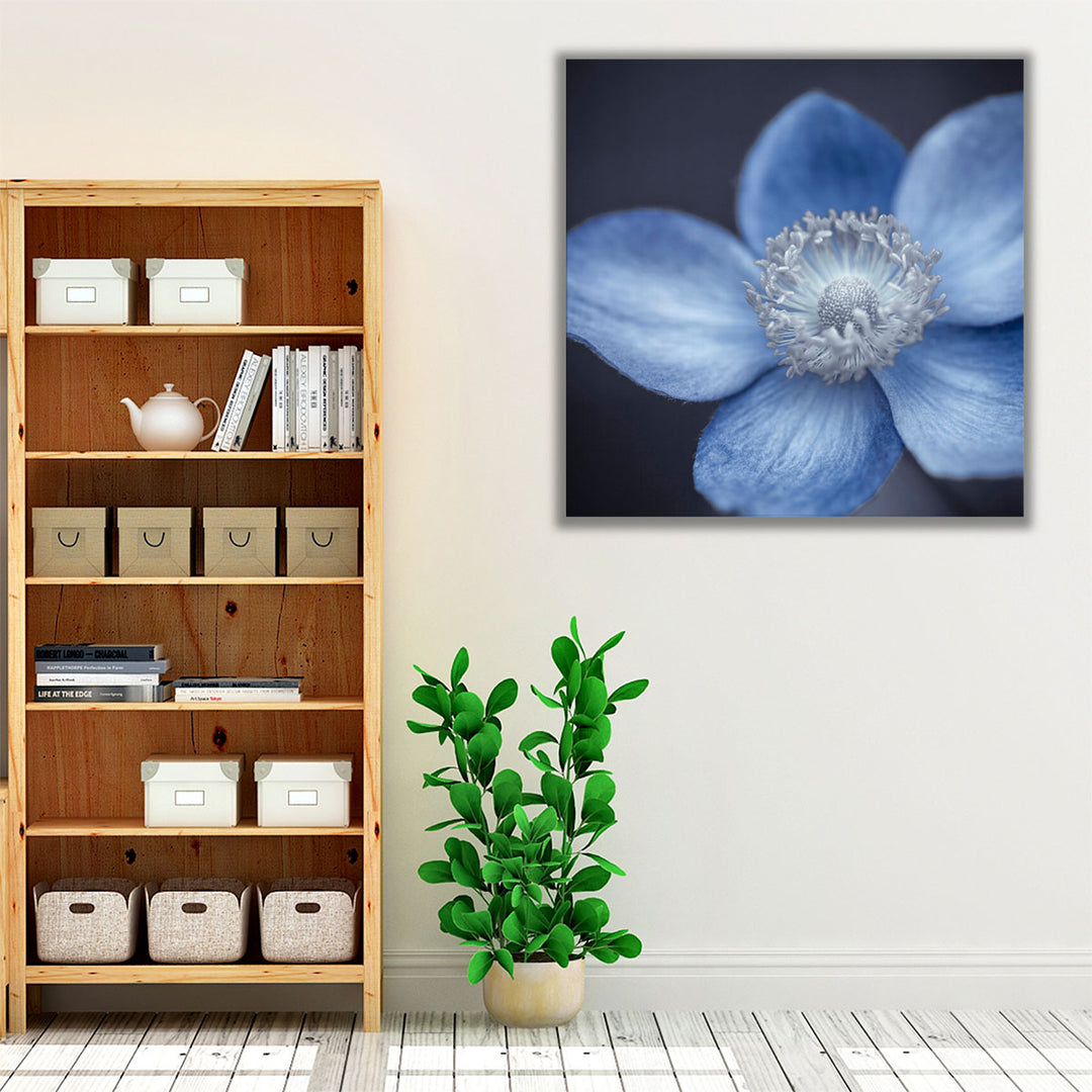 Close-up of Anemone Flowers 4 - Canvas Print Wall Art