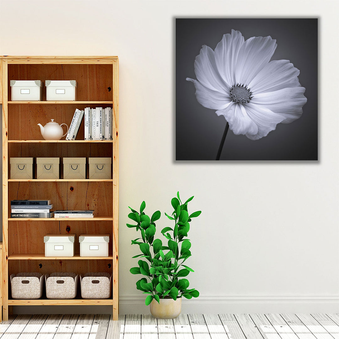 Cosmos Flower 1 - Canvas Print Wall Art