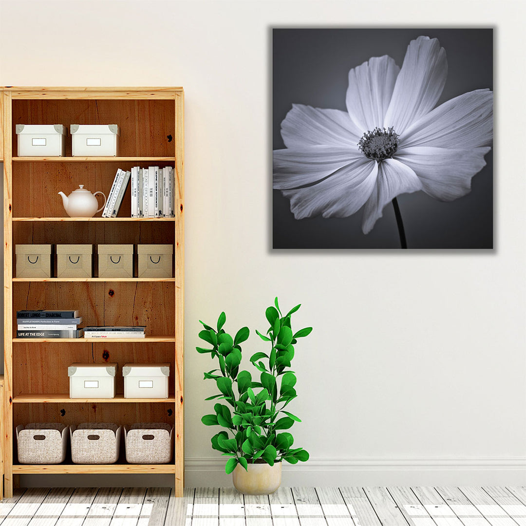 Cosmos Flower 2 - Canvas Print Wall Art