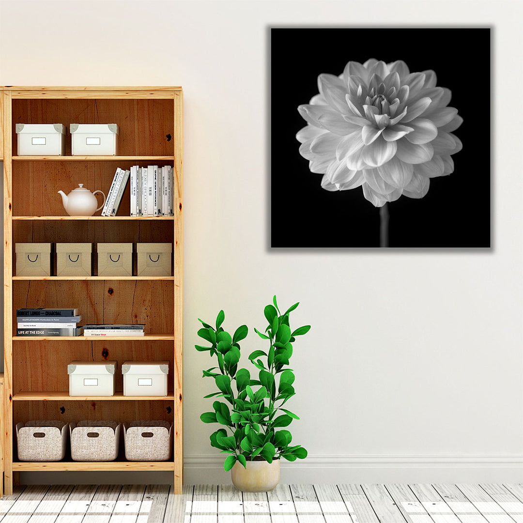 Dahlia Flower on Black - Canvas Print Wall Art