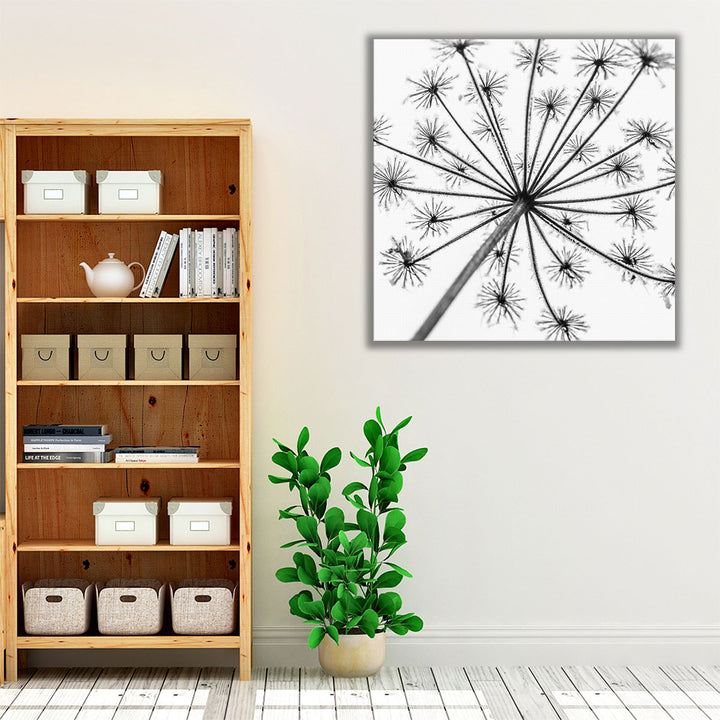 Frosty Cow Parsley - Canvas Print Wall Art