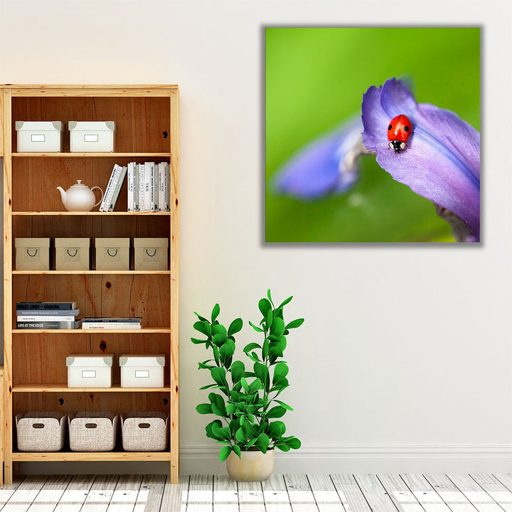 Lady Bug on Flower Petal - Canvas Print Wall Art