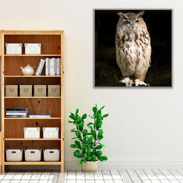 Owl on Black - Canvas Print Wall Art