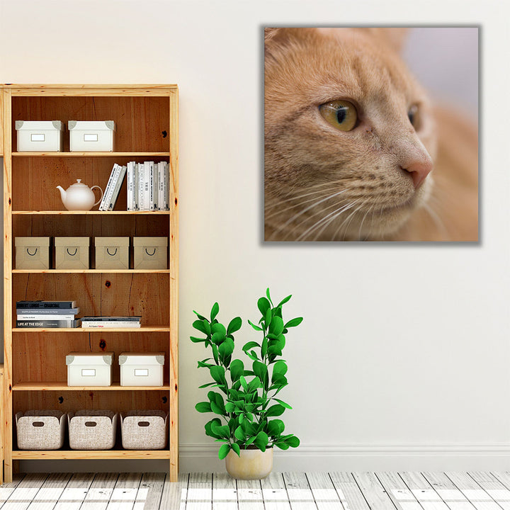 Close Up of a Cat - Canvas Print Wall Art