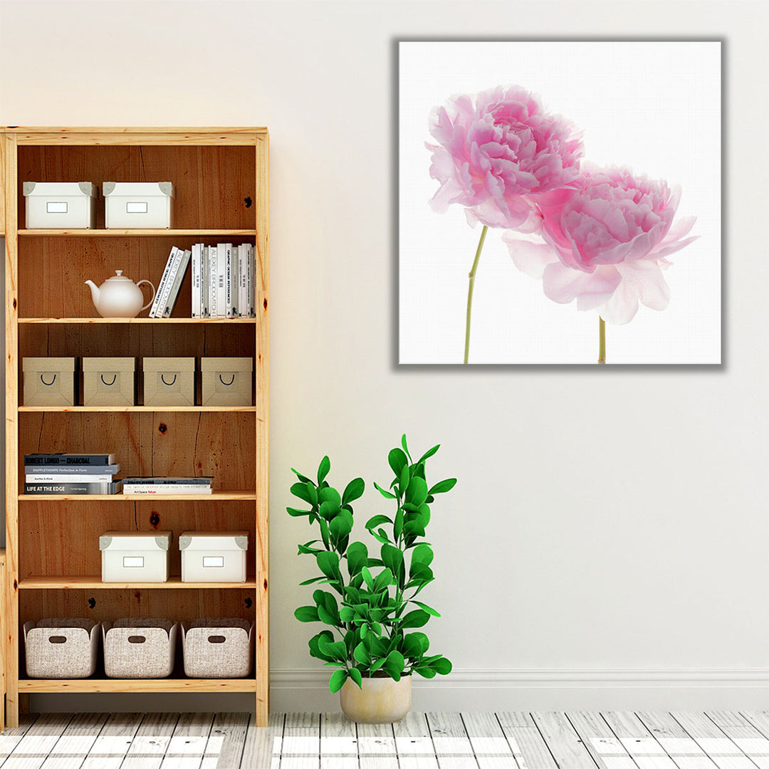 Peonies on White Background - Canvas Print Wall Art