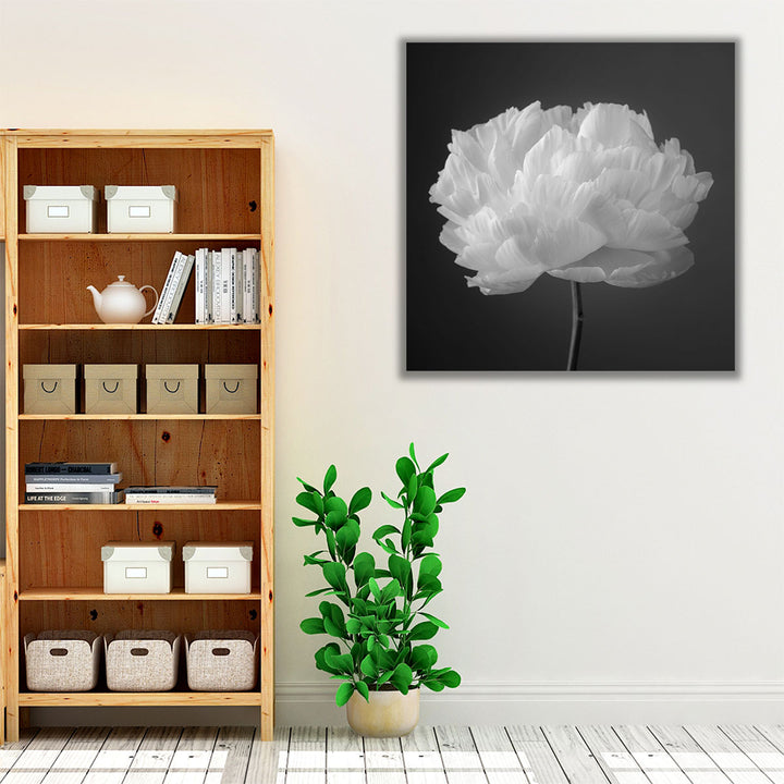 Peony Flower 2 - Canvas Print Wall Art