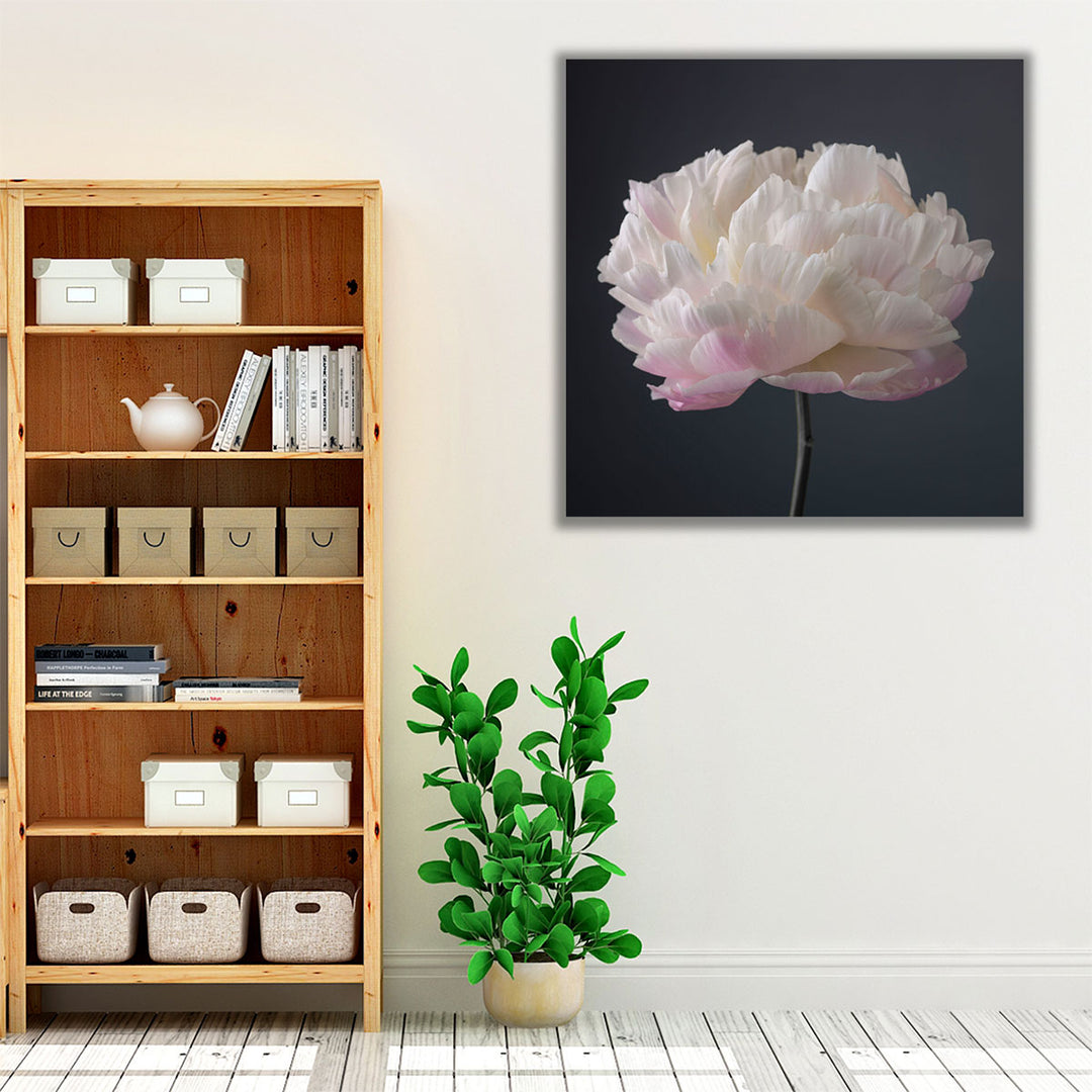 Peony Flower - Canvas Print Wall Art