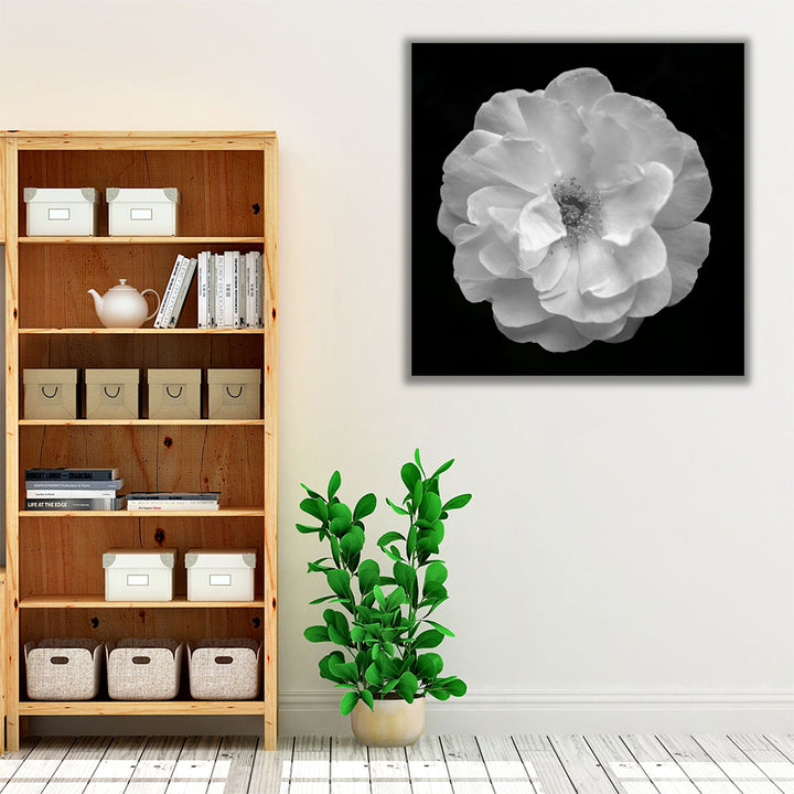 Rose - Canvas Print Wall Art