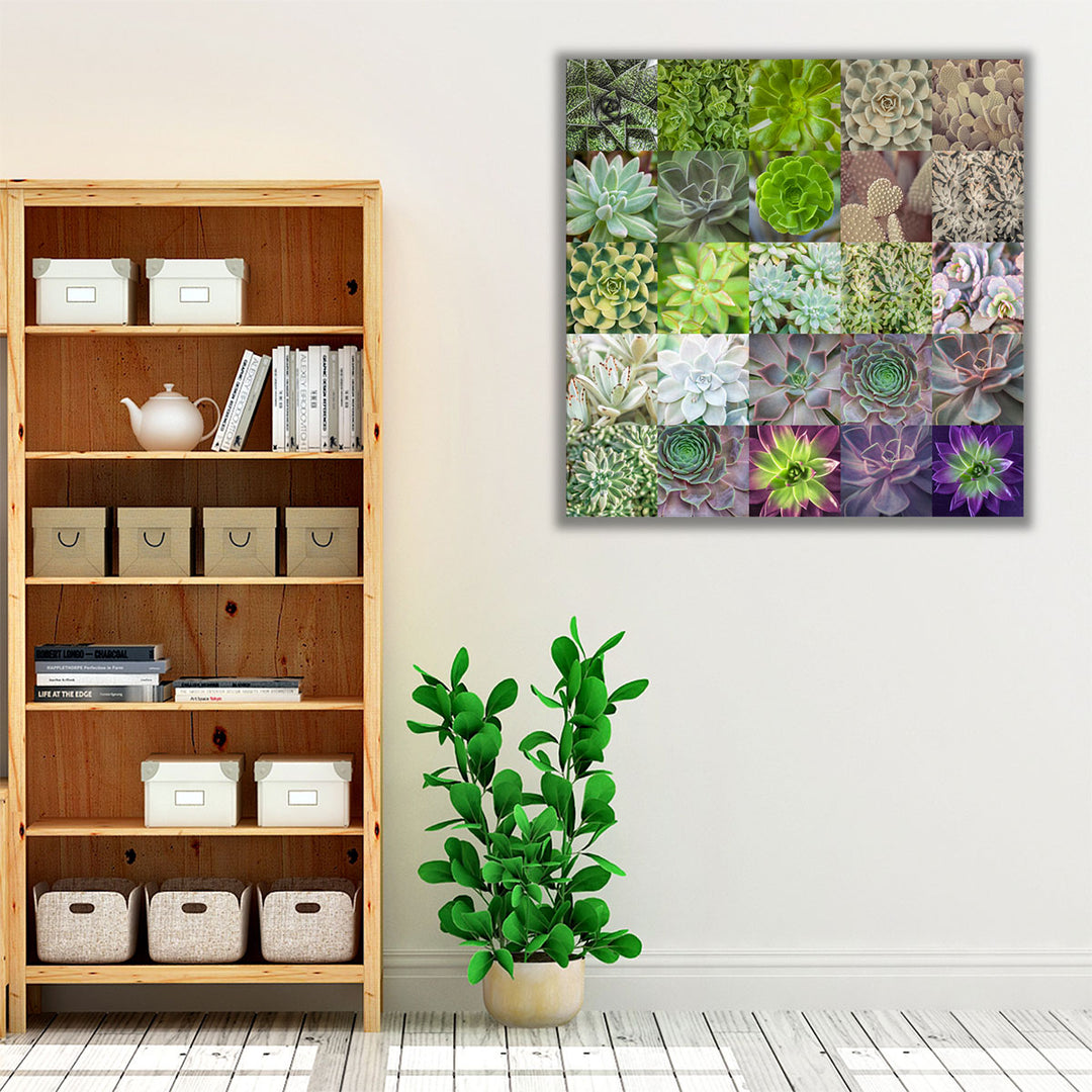 Succulent Plants Collage - Canvas Print Wall Art