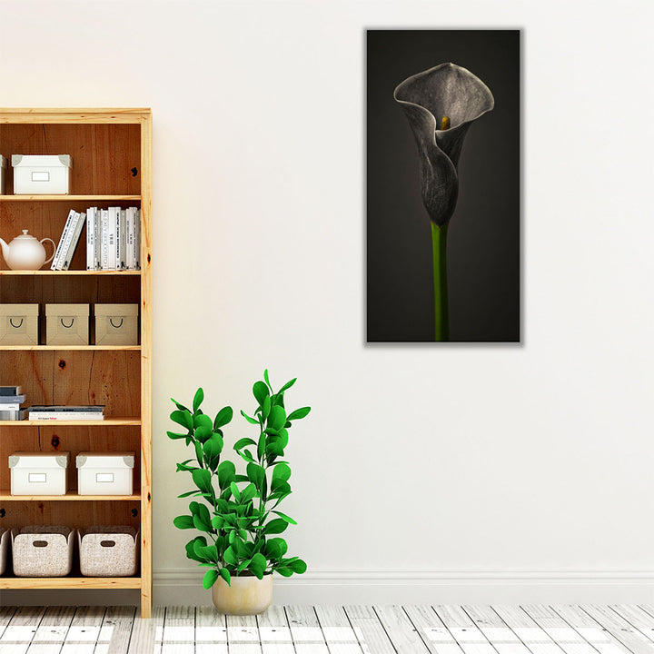 Calla Lilies 1 - Canvas Print Wall Art