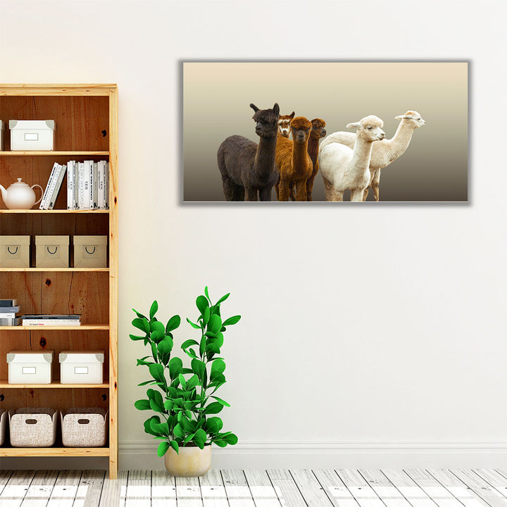 Group of Alpacas - Canvas Print Wall Art