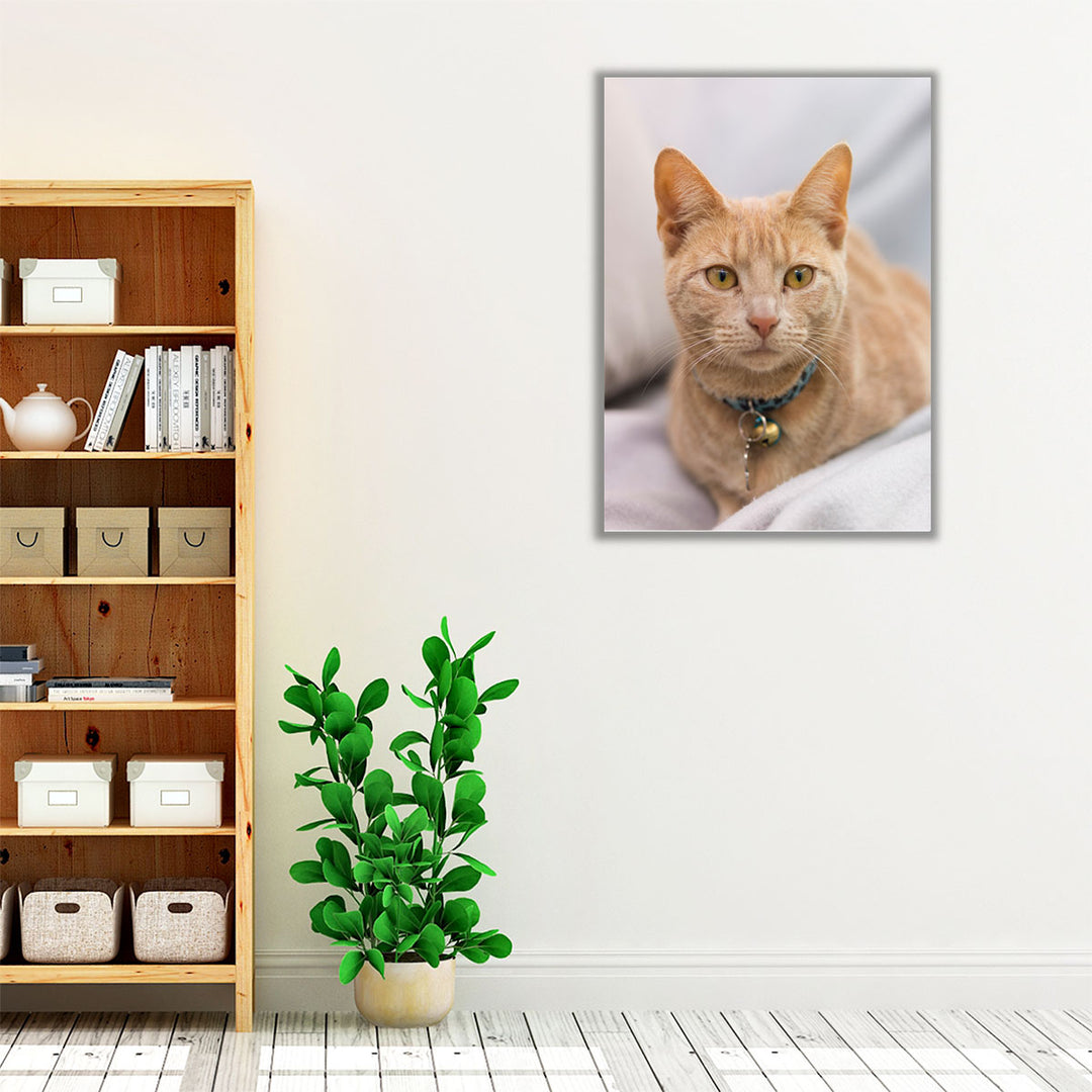 Close Up Of A Cat I - Canvas Print Wall Art