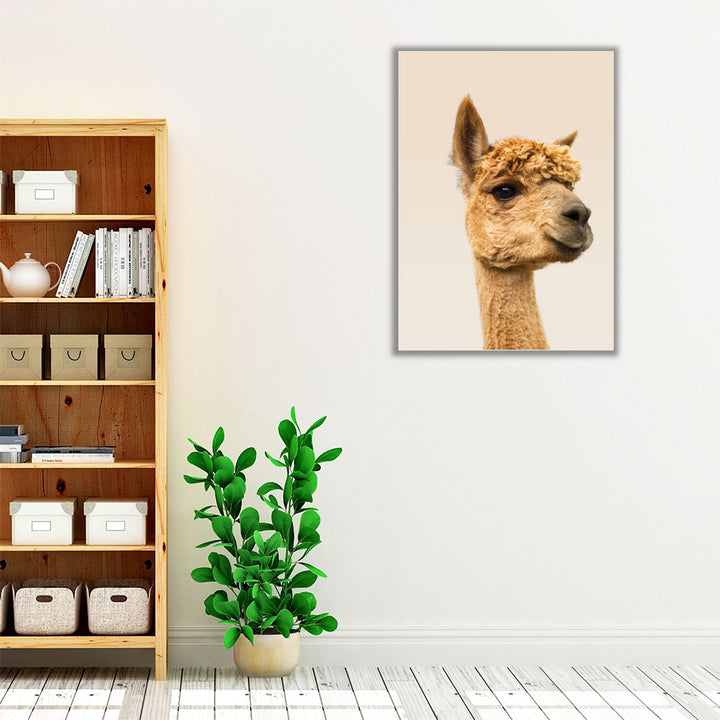 Close-Up Of Alpaca - Canvas Print Wall Art