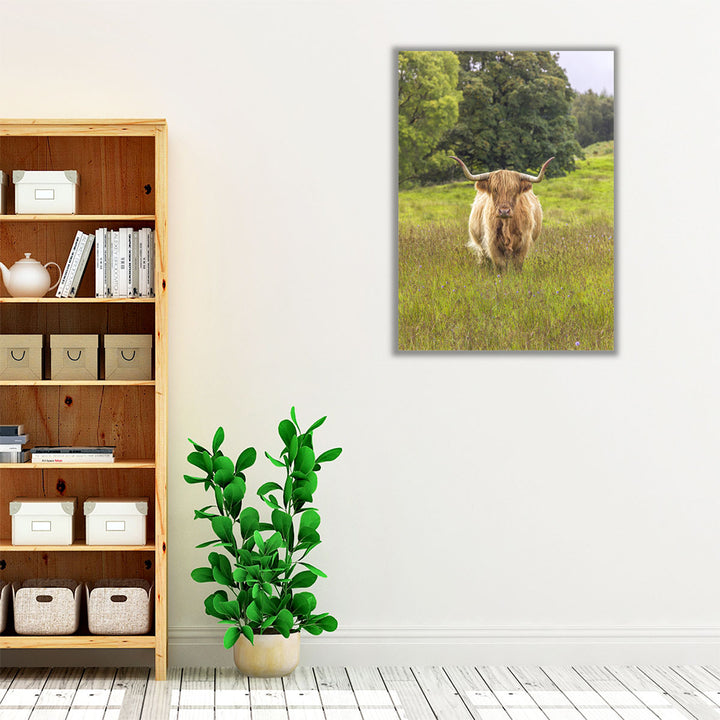 Highland Cow I - Canvas Print Wall Art