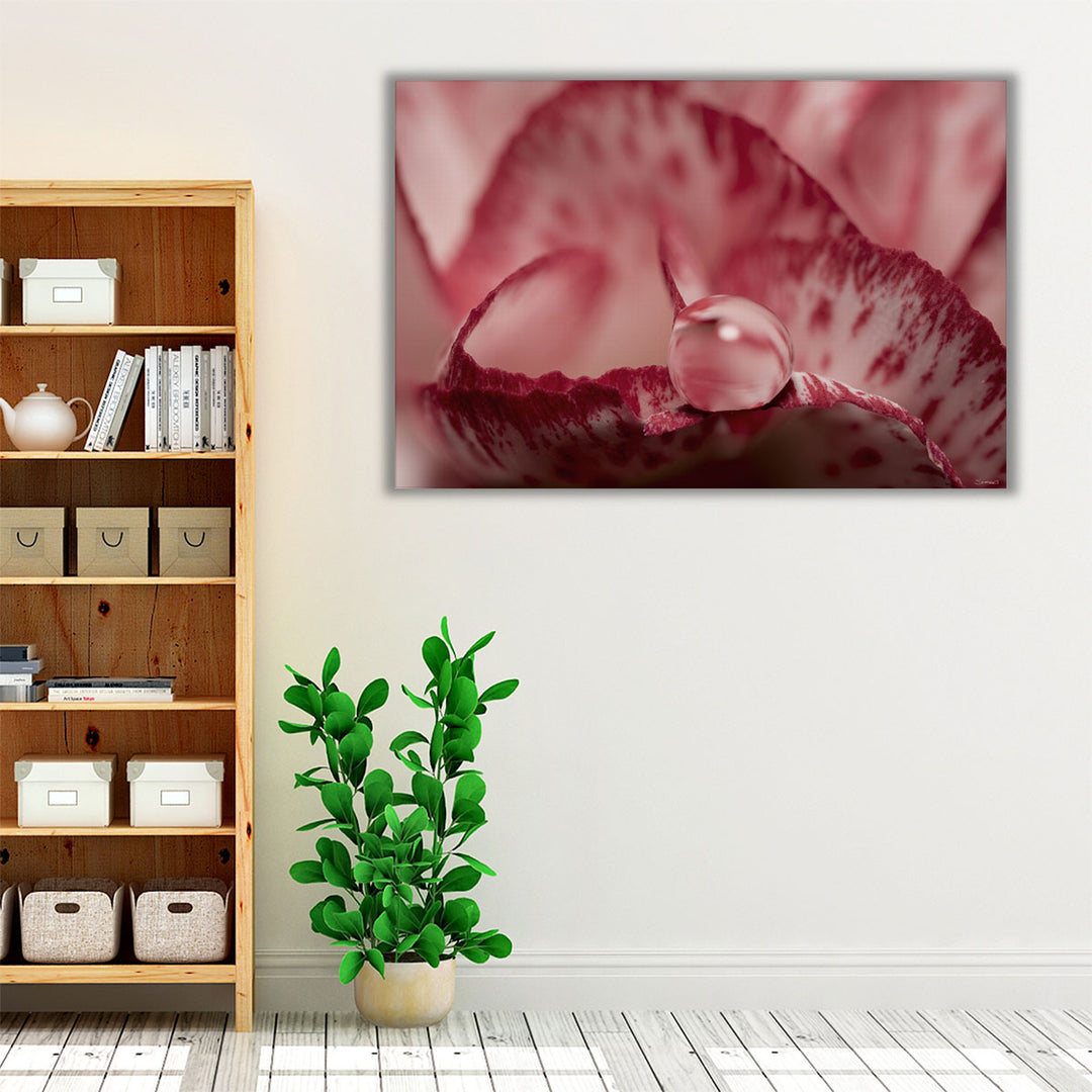 Dew Drops Macro 1 - Canvas Print Wall Art
