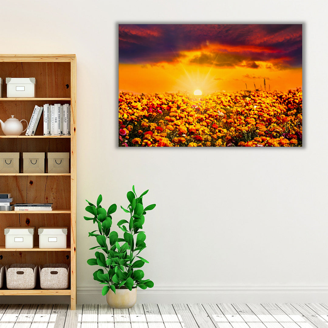 Sunset Over The Field Of Fresh Ranunculus Flowers - Canvas Print Wall Art